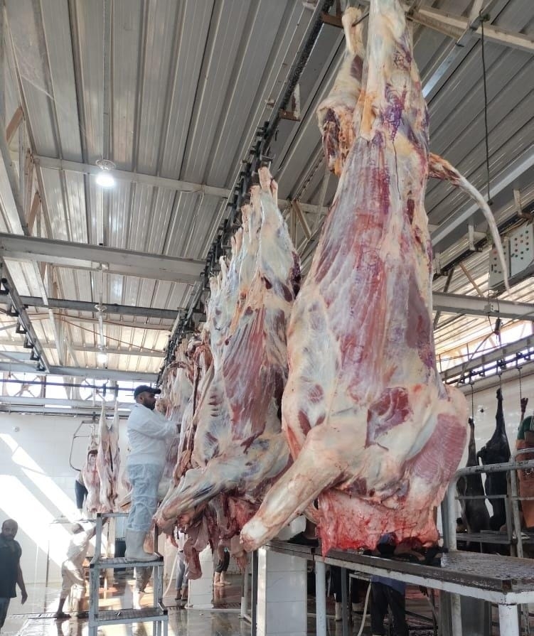 حجز أضاحي العيد المهربة: حملات مكثفة للدرك الملكي بسلا وتيفلت