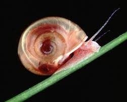 Laos and WHO in partnership to eliminate snail fever among children