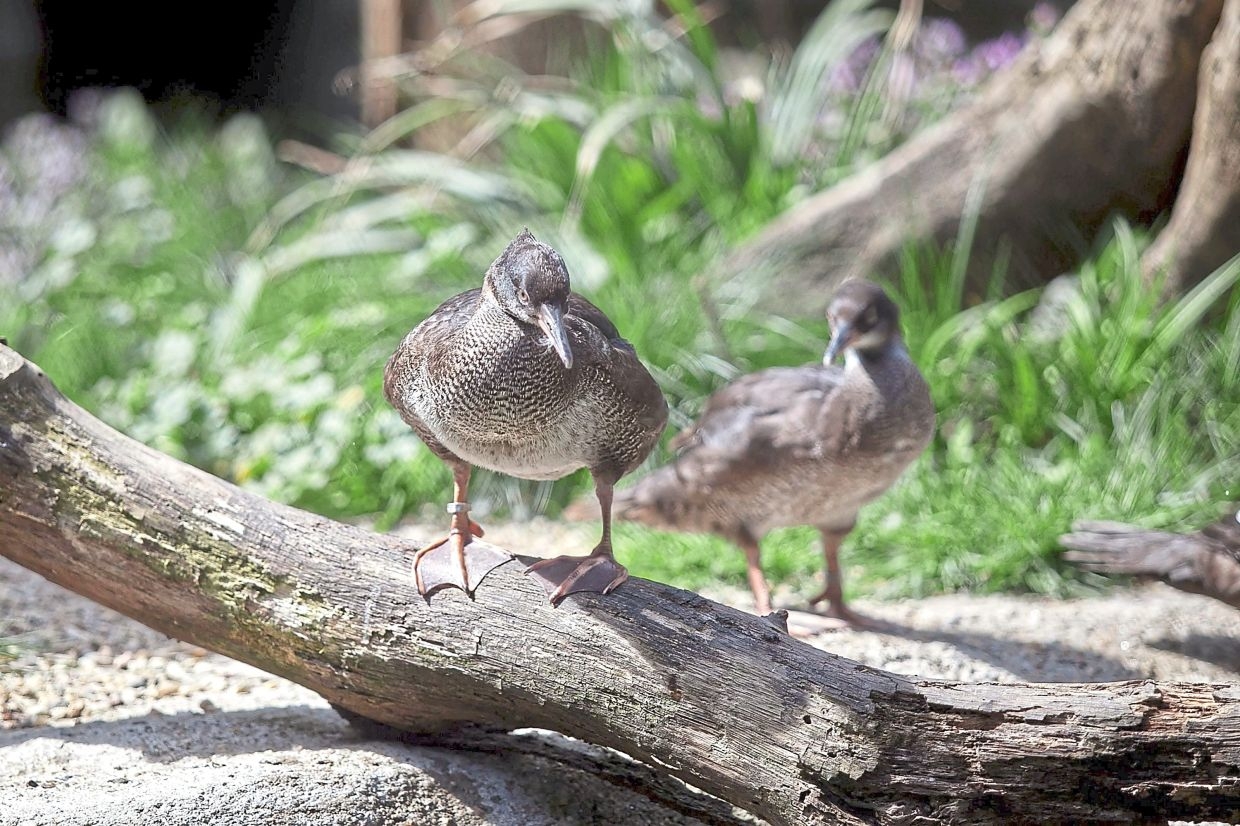 Endangered ducks get new chicks, fuelling hopes for reintroduction in the wild