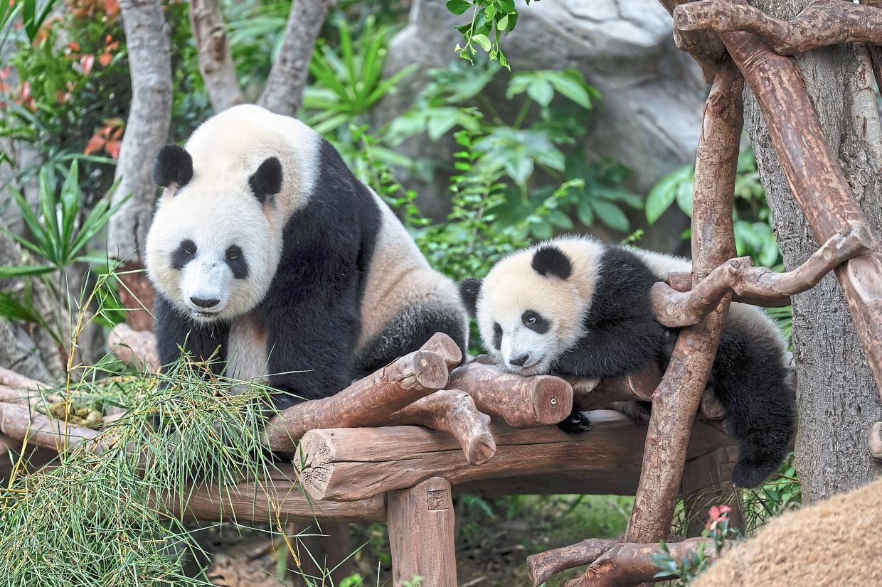 ‘Elder Sister' and ‘Little Brother' get official names