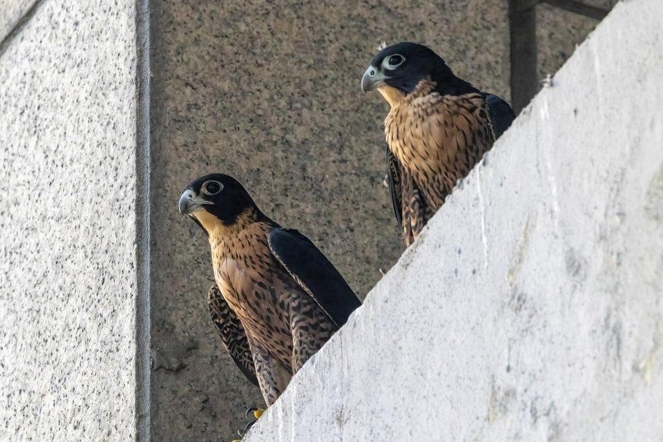 Only breeding pair of peregrine falcons in Singapore hatch two chicks for first time