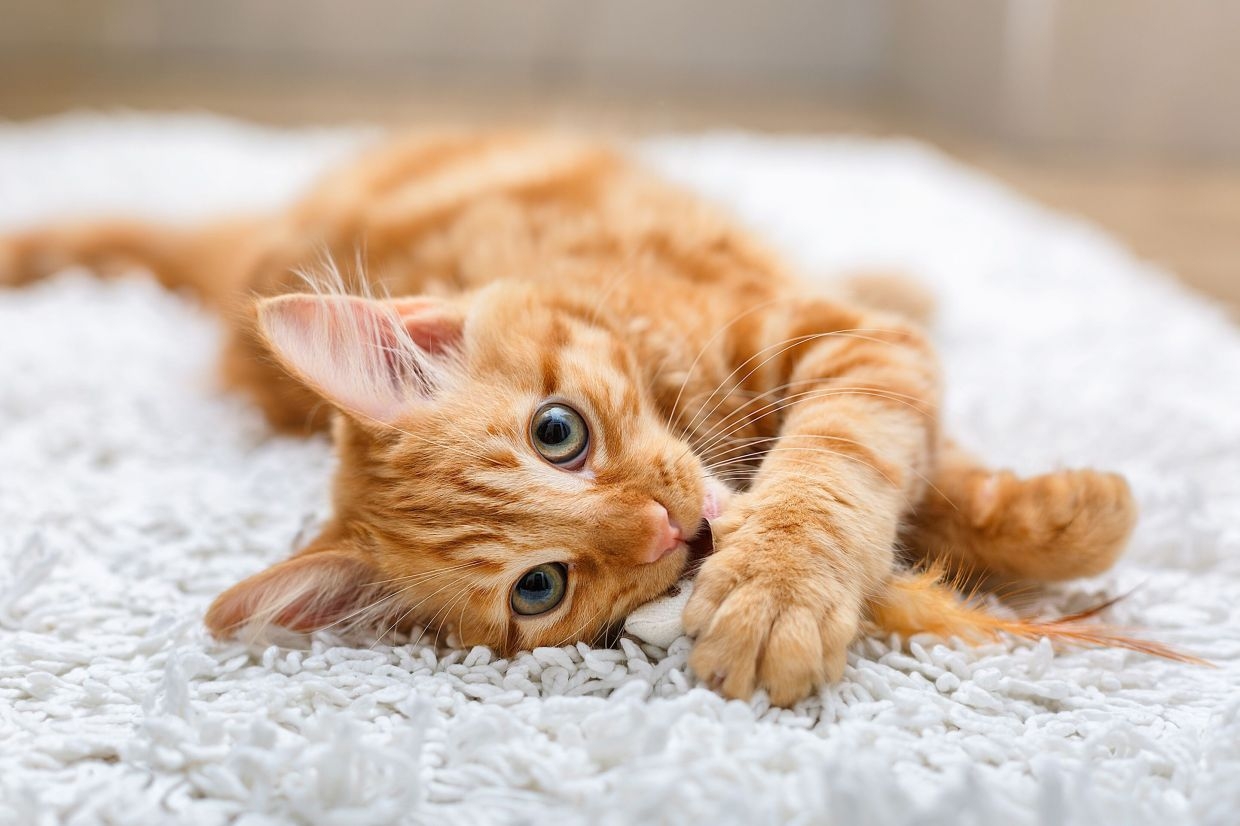 Sending cat GIFs helps build social connections without you even realising