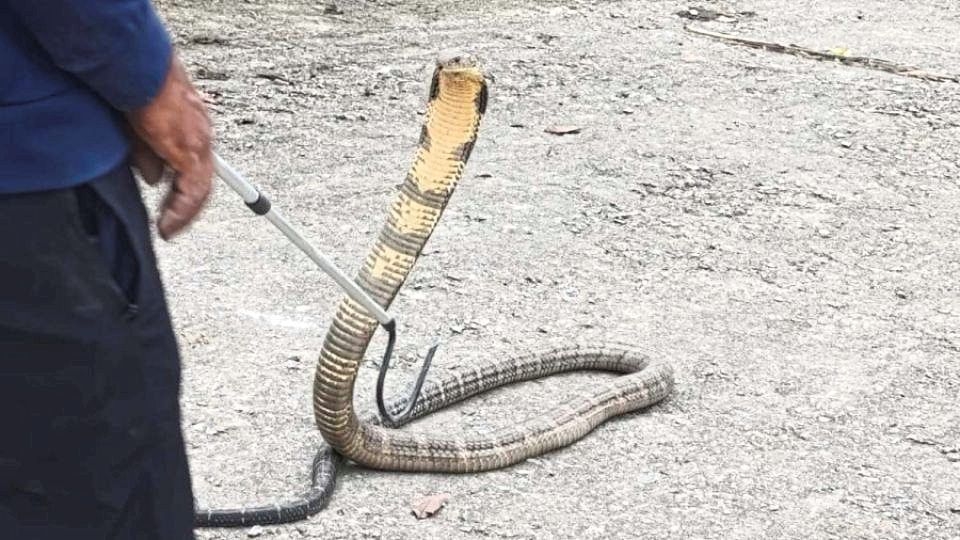As temperatures in Nepal rise, highly venomous snakes are slithering up to higher altitudes