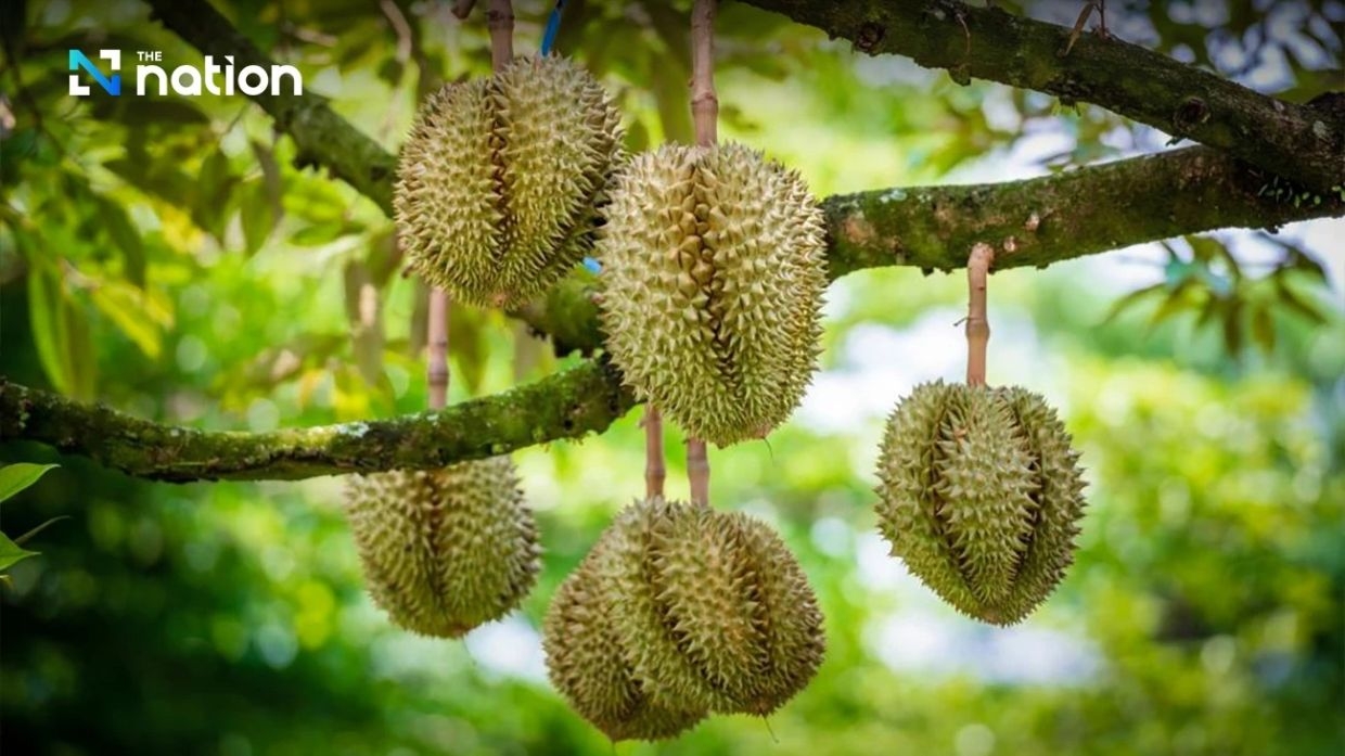 Thai durian exports soar thanks to enhanced services at China's Youyiguan border