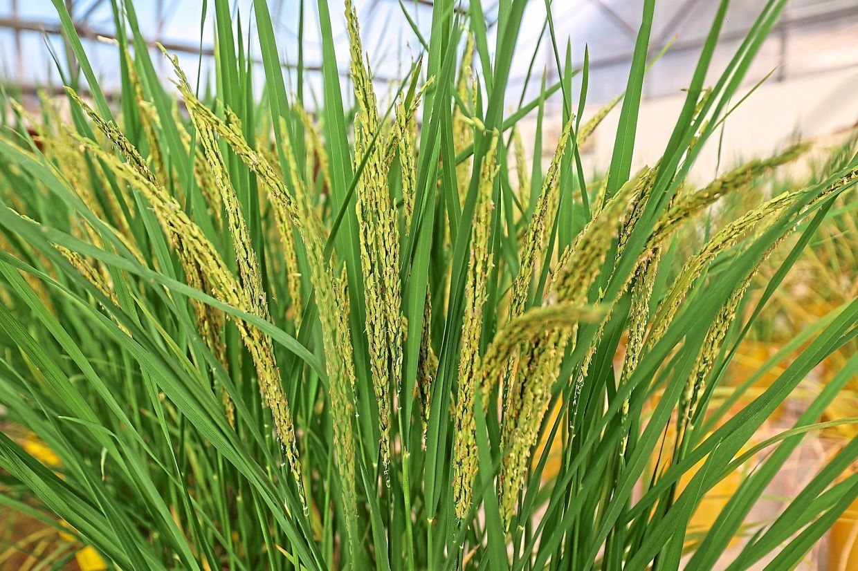 Green light hoped for gene-edited rice