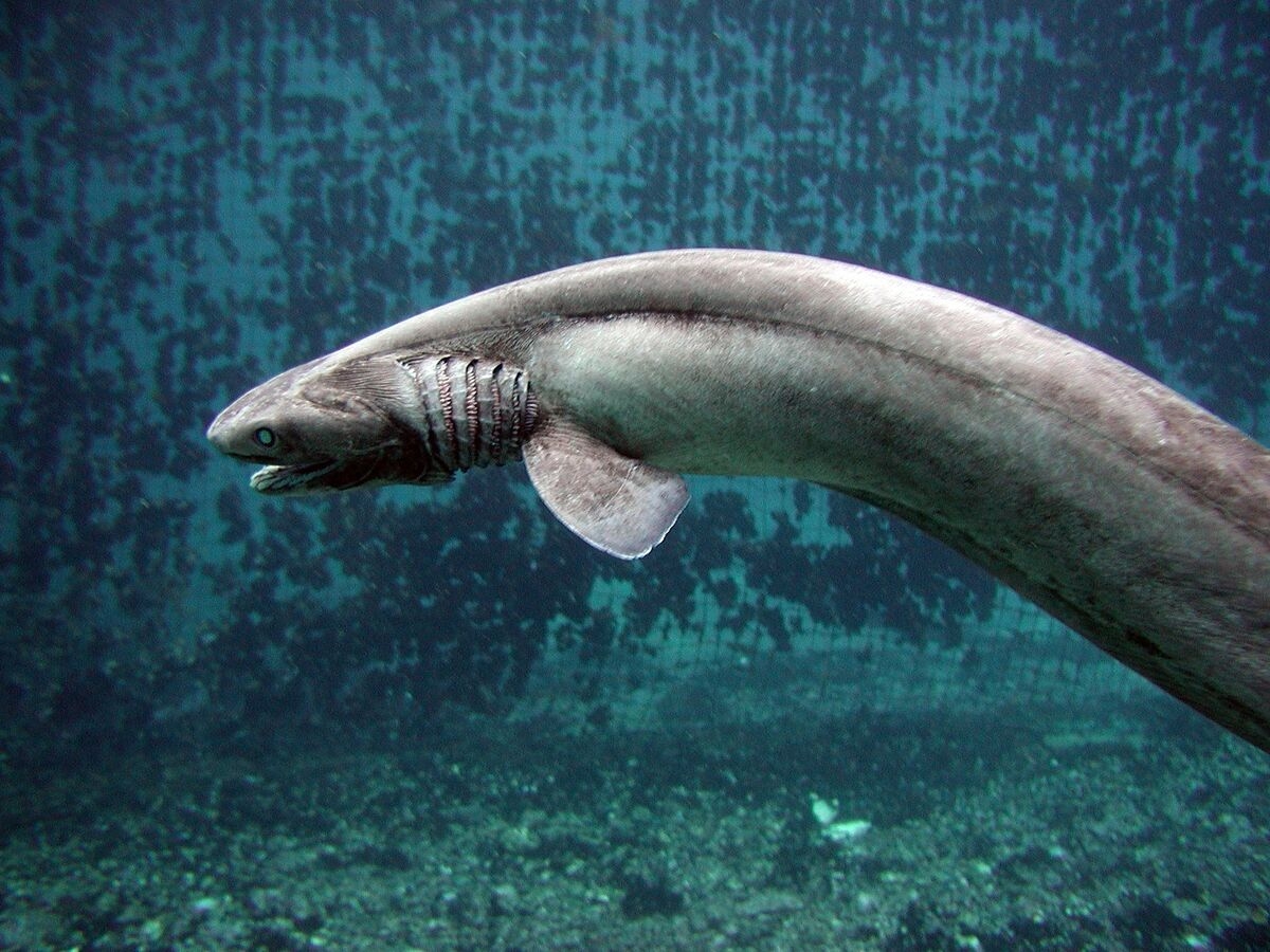 US Strategy on Deep Sea Mining? Dig, Baby, Dig
