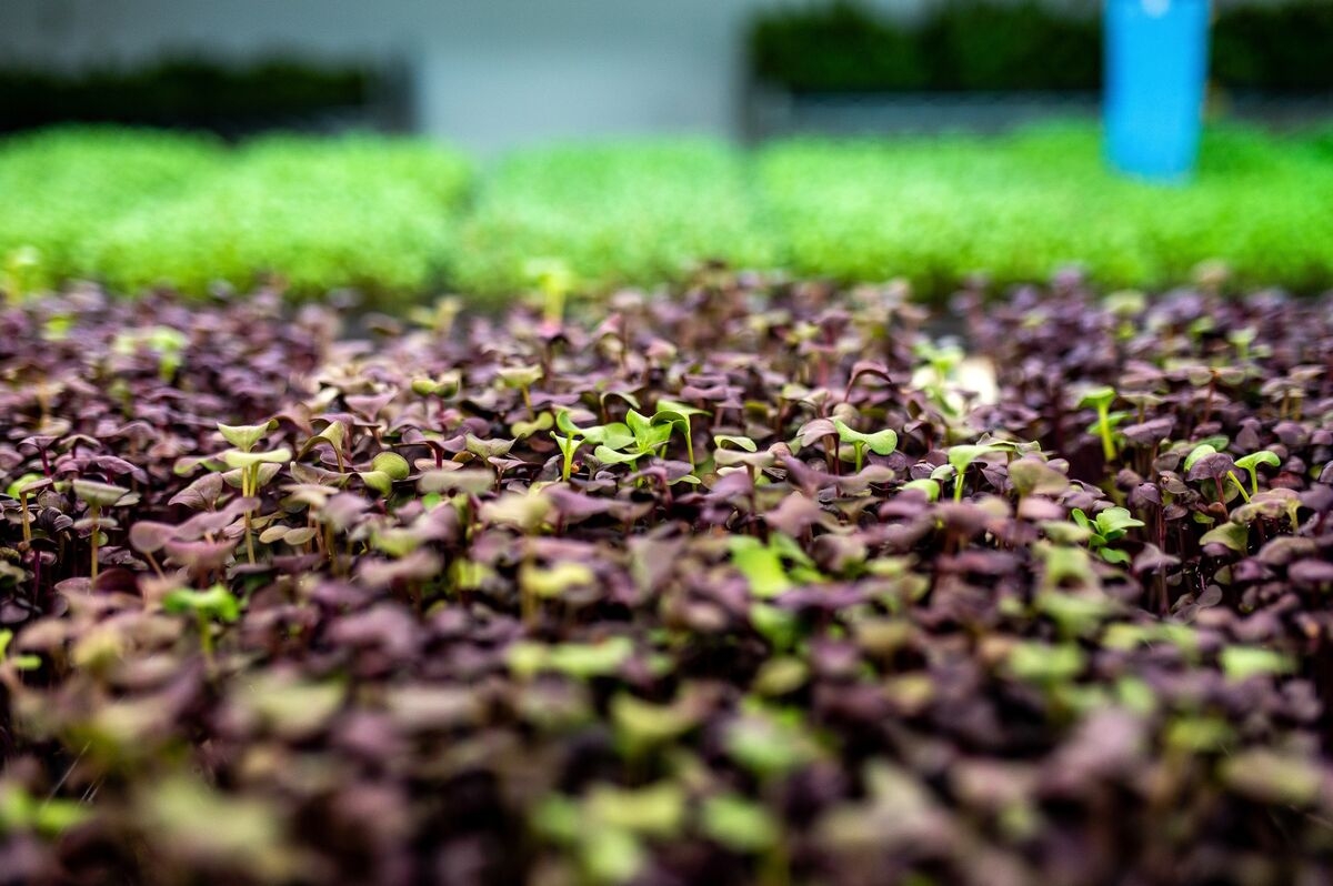 Vertical Farms Bet on Berries, Microgreens After Bankruptcies