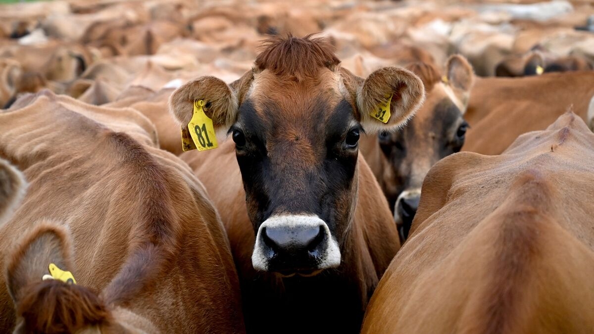 Scientists Stumble Upon Way to Reduce Cow Dung Methane Emissions