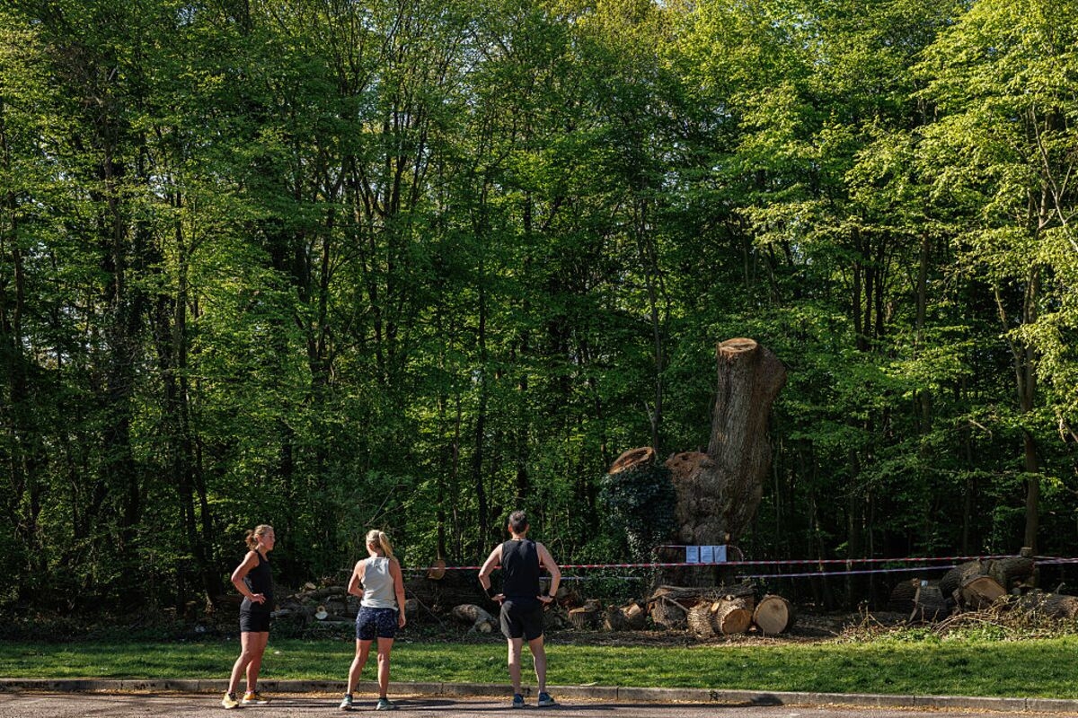 Why Veteran Trees Deserve the Same Protection as Ancient Monuments