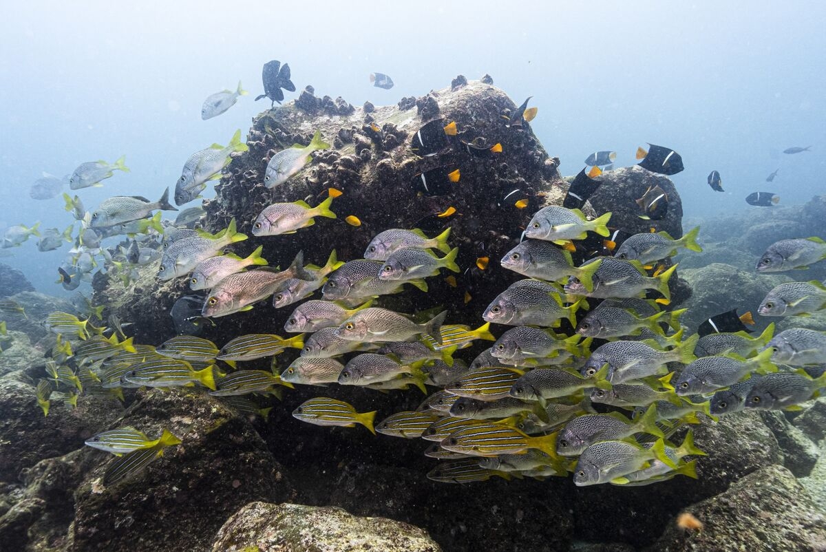 Swen Capital Raises €160 Million in Ocean Fund's First Close