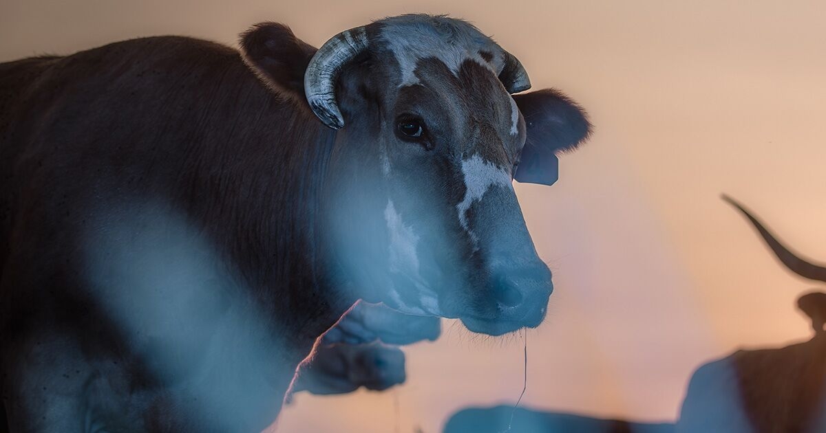 Global Food Companies Are Struggling to Deliver Methane Progress