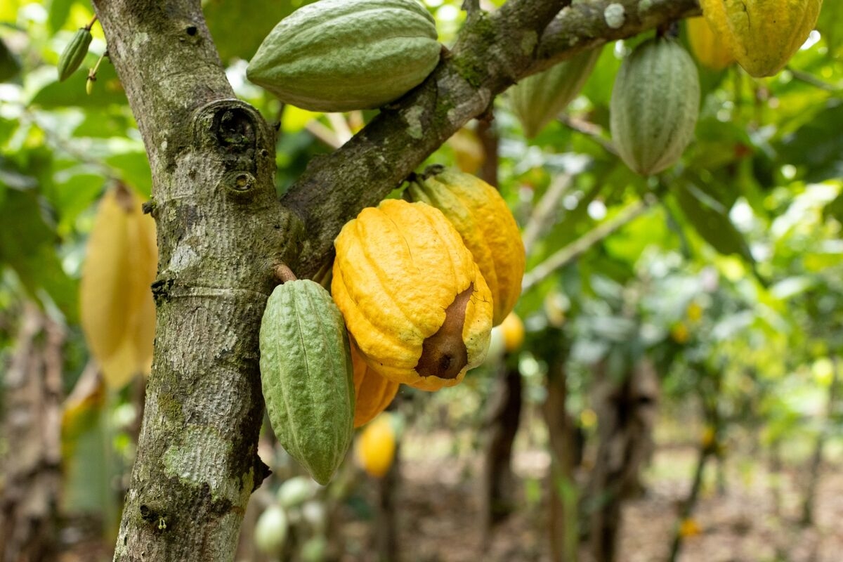 Cocoa Declines From One-Week High as Rains Seen Benefiting Crops