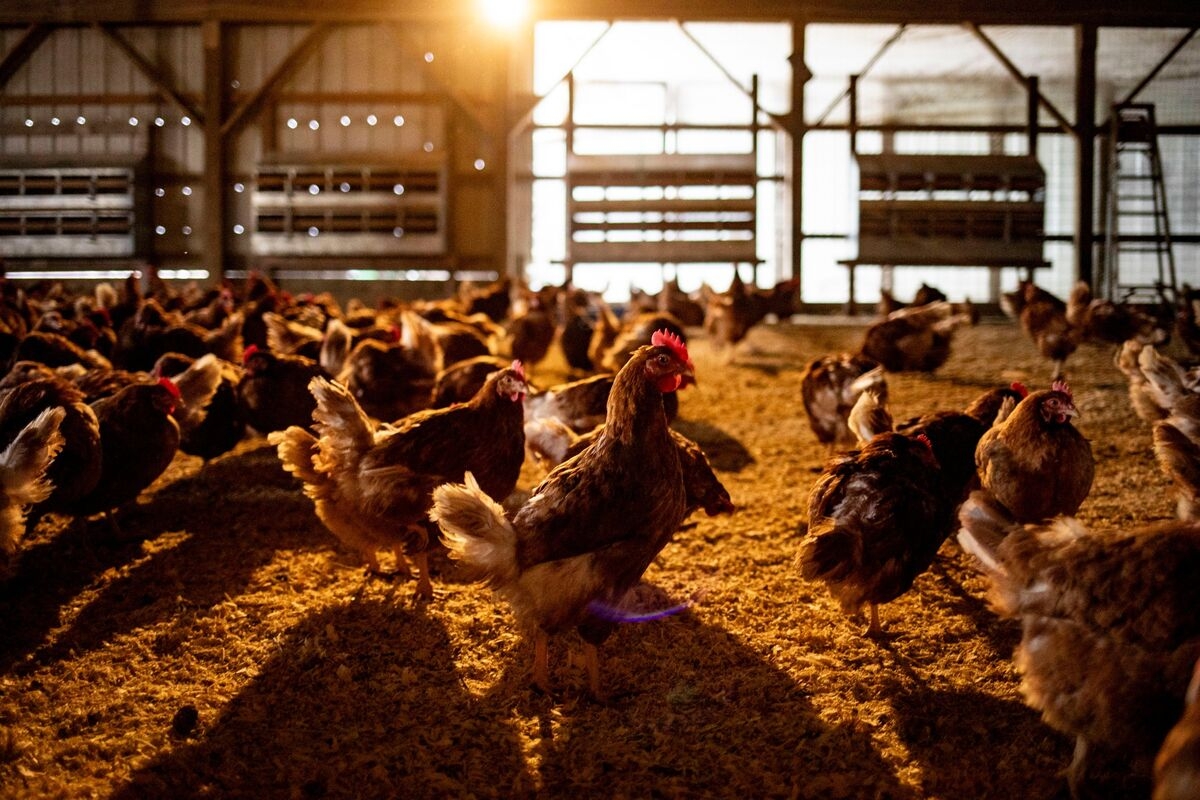 Chicken Fat-to-Fuel Project Is the Latest Green Muni Bond to Default