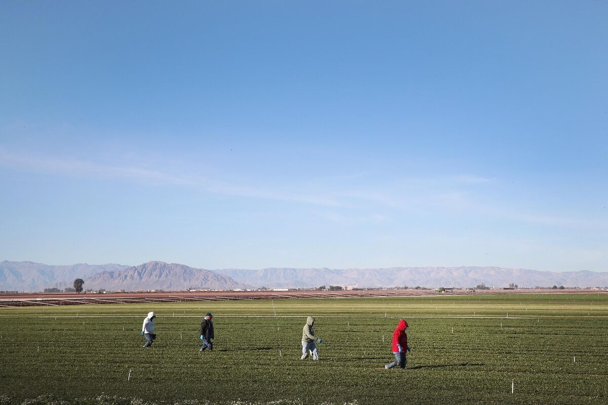 A Day in a Life Without Immigrants
