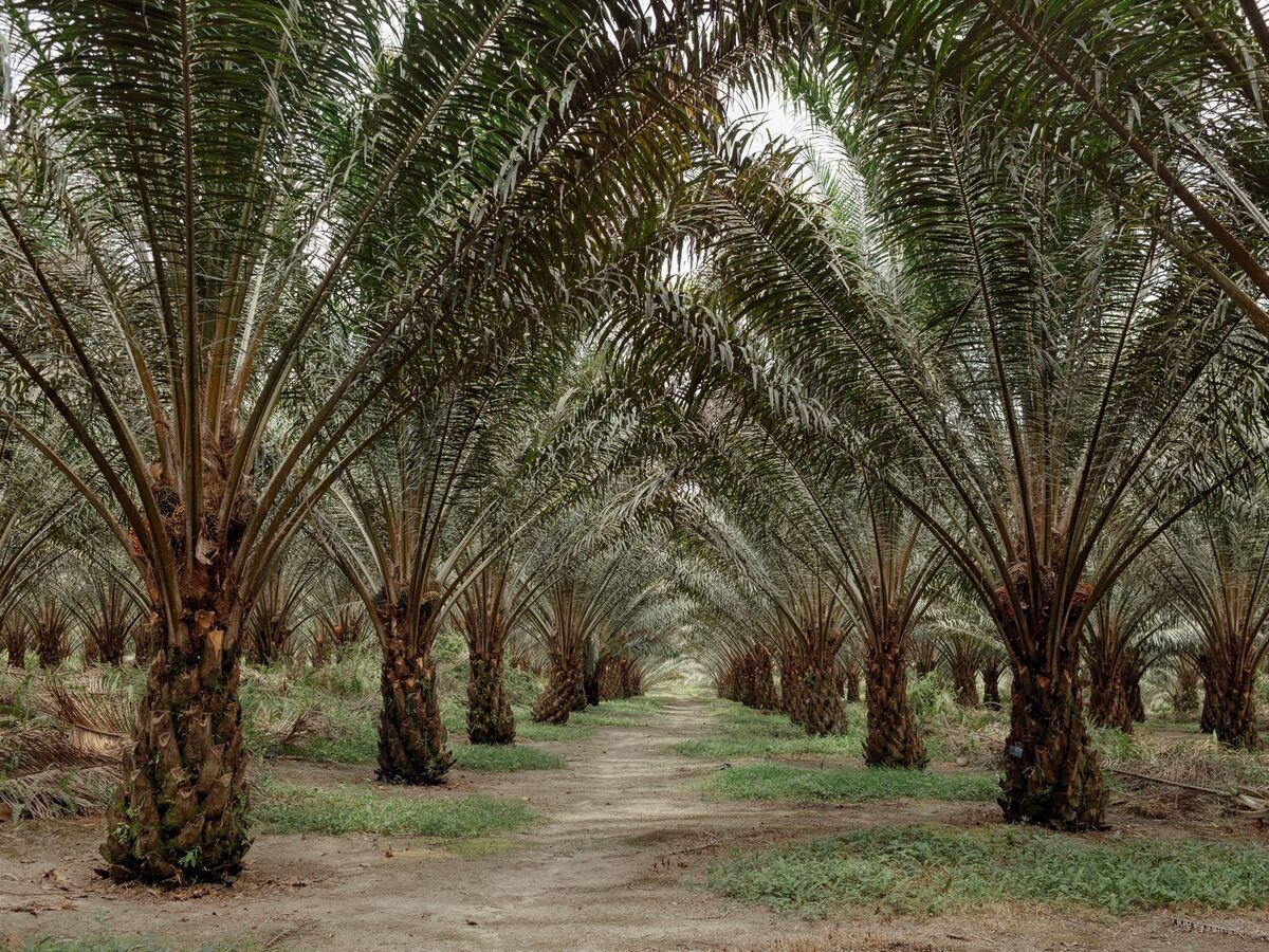Wilmar Tumbles After $729 Million Deposit in Indonesia Palm Case