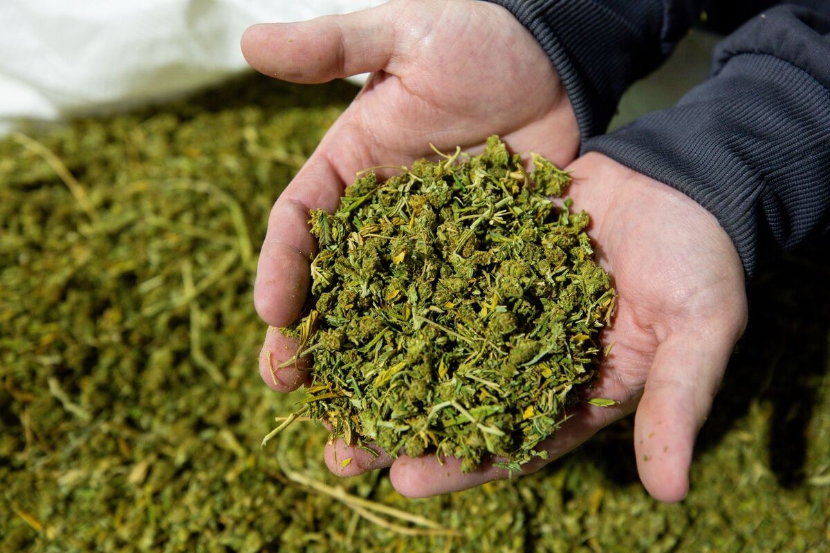 Texas Governor Vetoes Hemp Bill That Aimed to Crack Down on THC