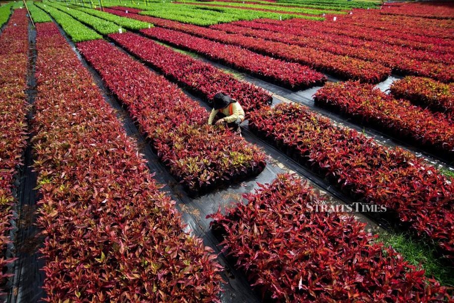Labuan steps up promotion ahead of Borneo Flora Festival