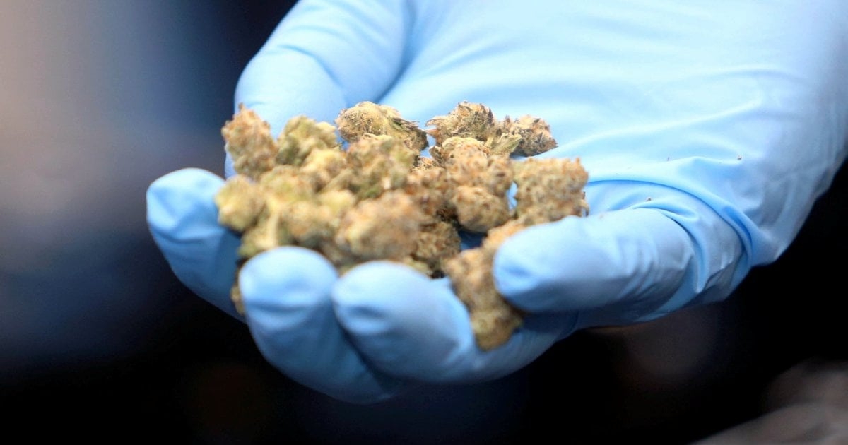 Ganja haul: Over 73kg seized in Kepong, 2 held