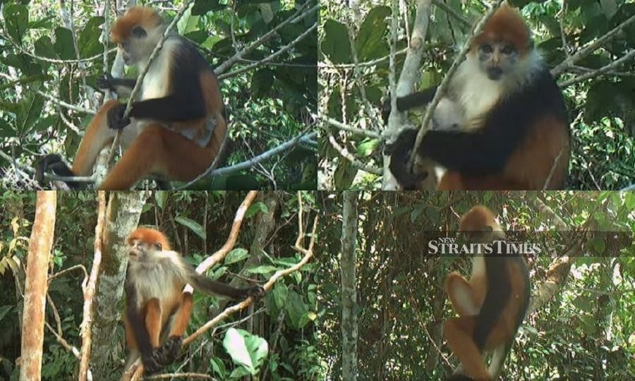 Rare three-coloured langur spotted with offspring in Sarawak