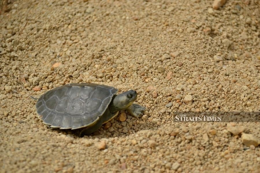 Why terrapins matter more than you think