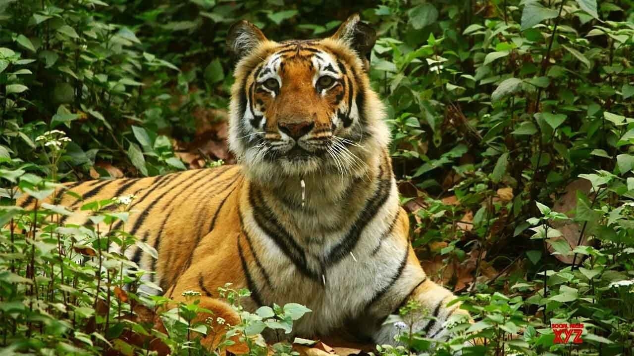 MP govt's Rs 145-cr plan to mitigate human-tiger conflict
