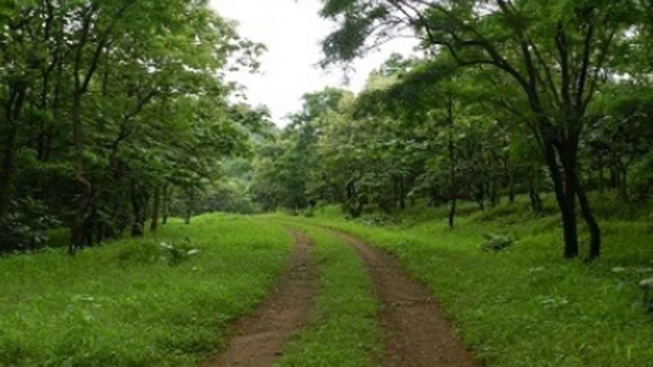 Increasing urban vegetation can save over 1.1 mn lives from heat-related deaths: Study