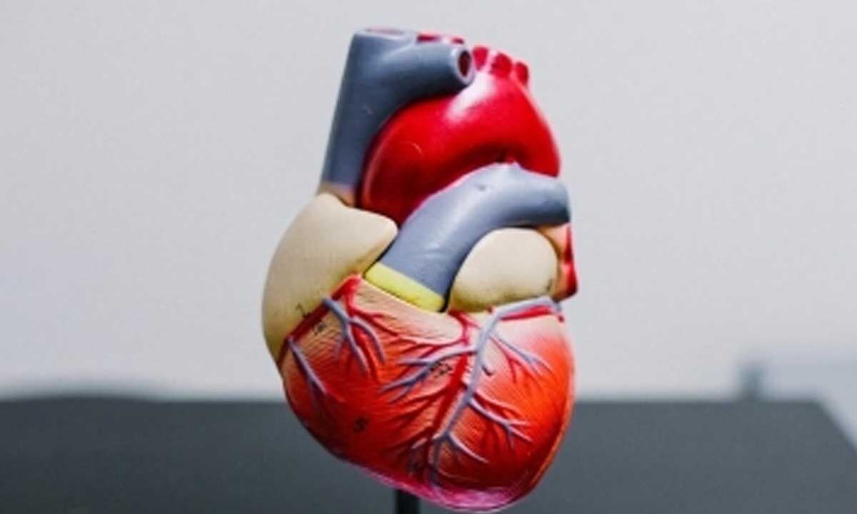 Only 3 out of 5 heart failure patients see cardiologist at least once a year: Study