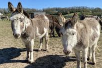 AI app helps visitors identify donkeys at Isle of Wight Sanctuary