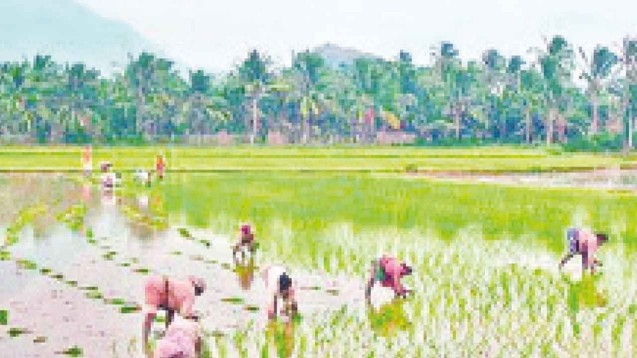Corporate biggies calling the shots in farm sector: AIKS