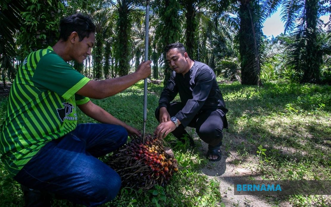 Johari: Hire Local TVET Grads Or No Foreign Workers For Plantations