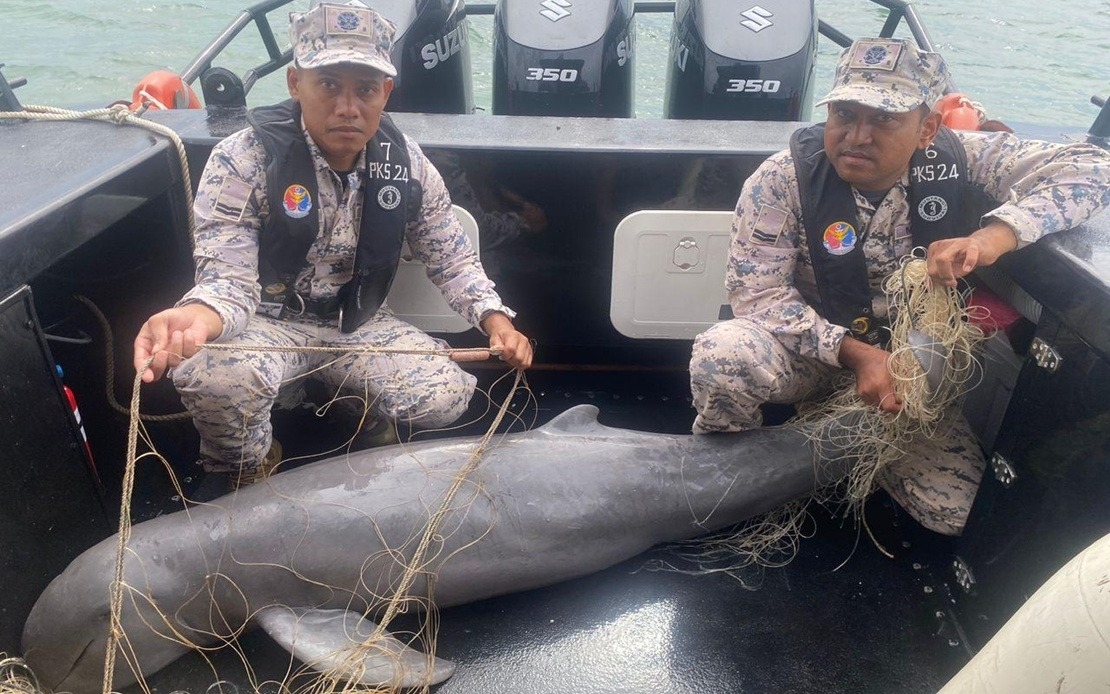 Rare Irrawaddy Dolphin Found Dead In Illegal Ray Net Off Kuala Kedah