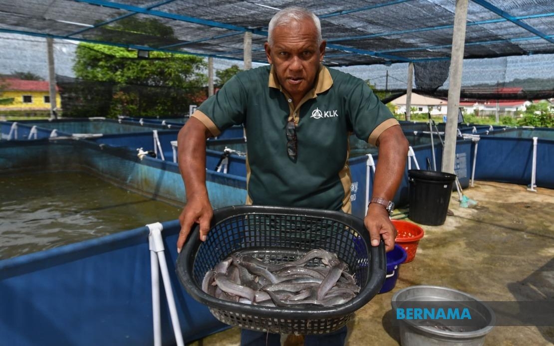 SejaTi MADANI: Catfish Project Transforms Rural Economy In Kampung Kuala Pertang