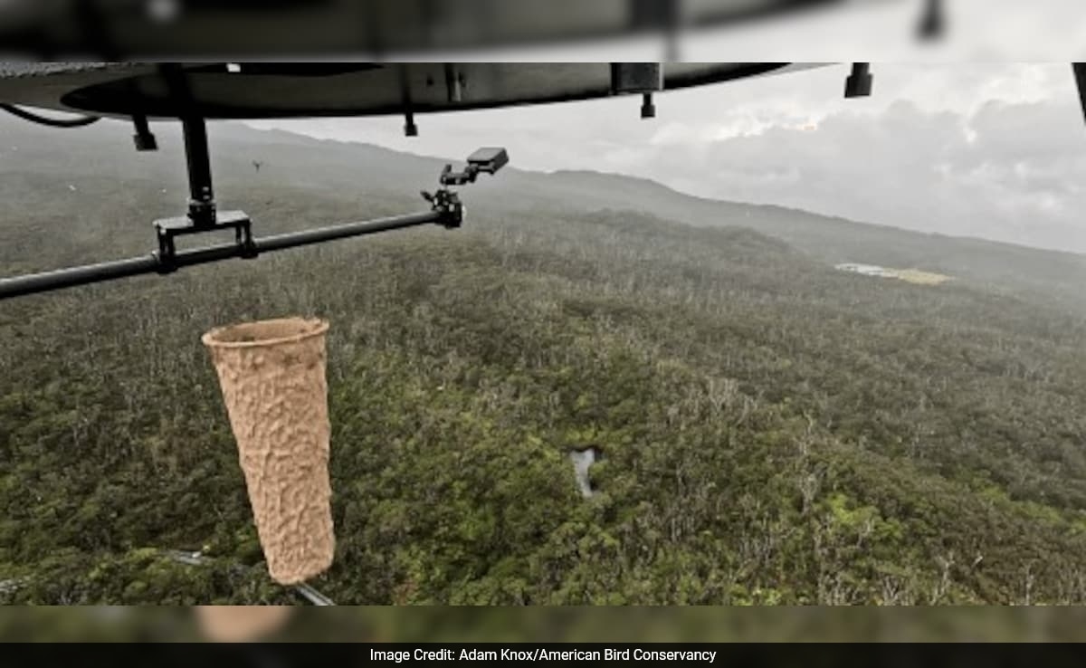 Why Mosquitoes Are Being Dropped Using Drones In Hawaii? Scientists Explain