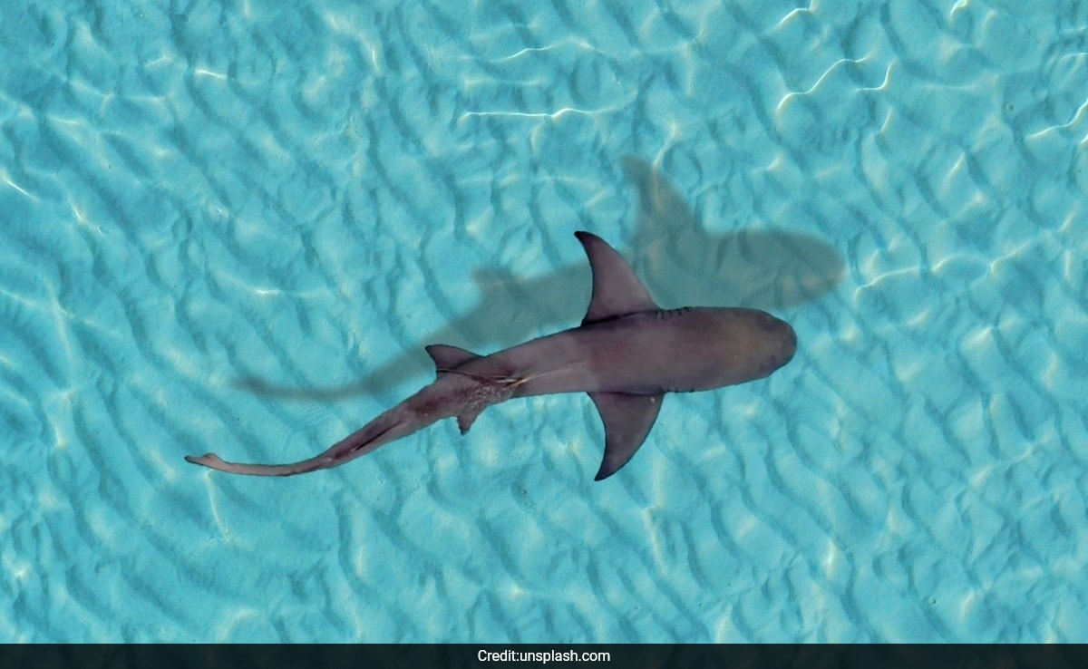 All Sharks Follow This Centuries-Old Mathematical Rule