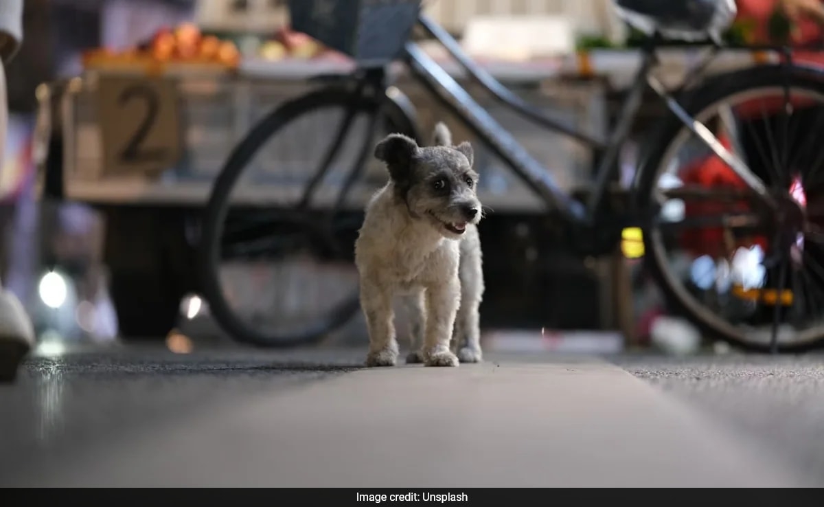 UK Woman, 59, Dies Of Rabies After Getting "Slightly" Scratched By Stray Puppy In Morocco