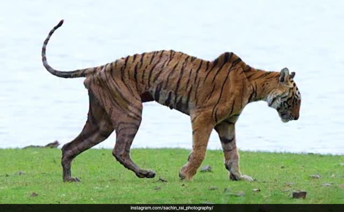 Watch: Ranthambore's Iconic Tigress Arrowhead's Final Walk Captured On Camera