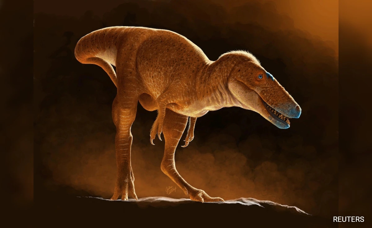 New T-Rex Ancestor Discovered In Drawers Of Mongolian Institute