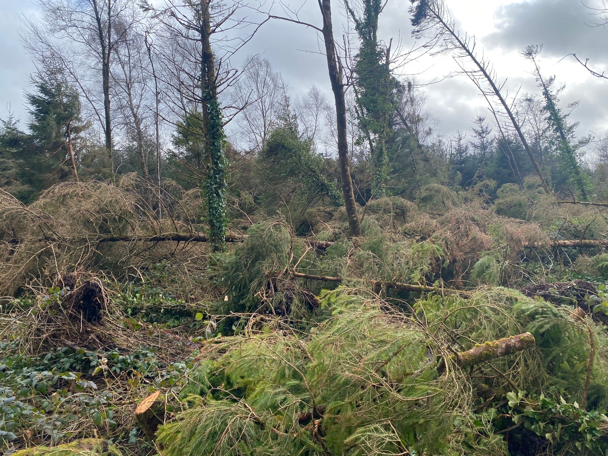 Fitzmaurice: People in rural areas still ‘left devastated' after storm