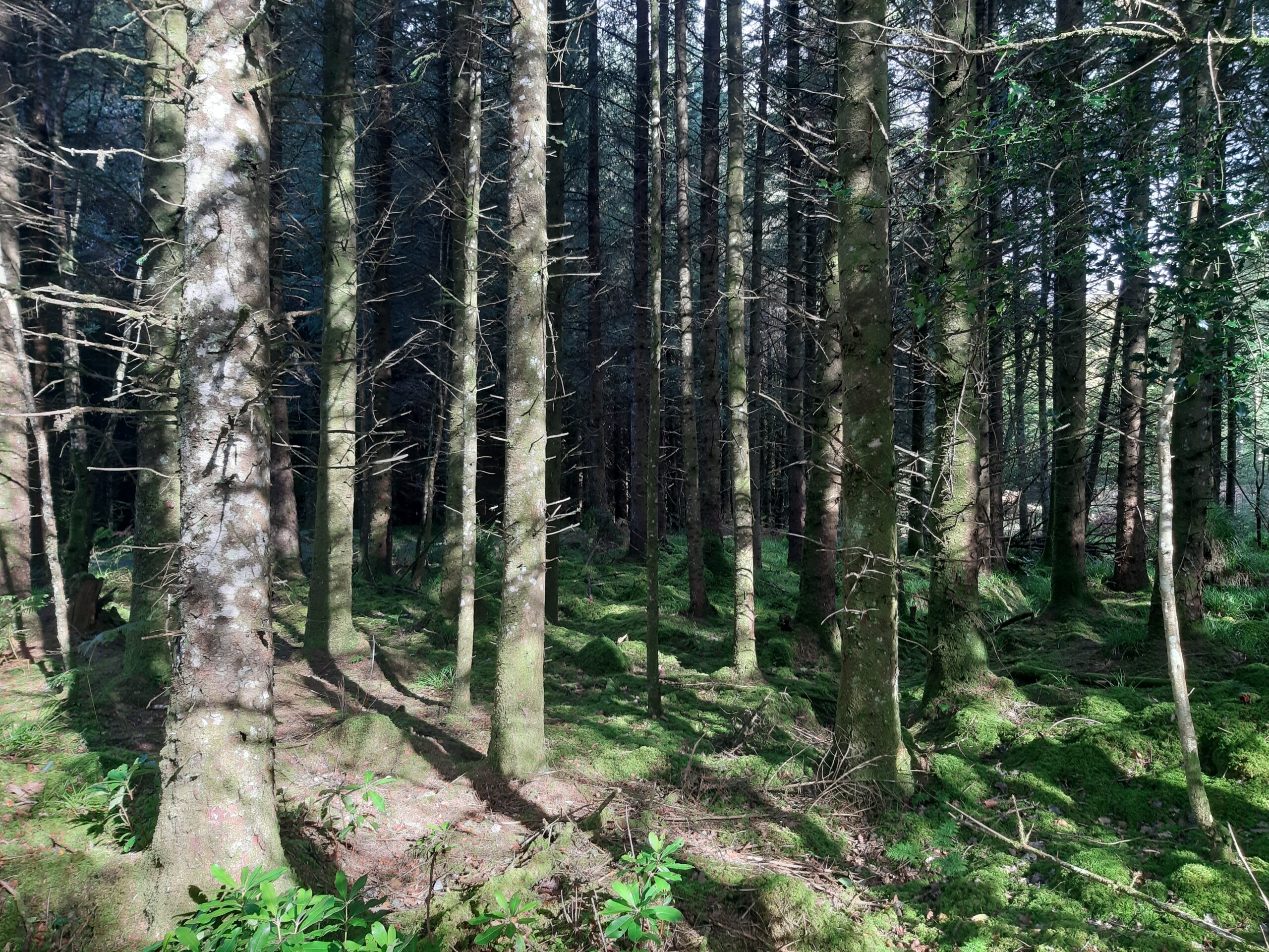 Over 40 forestry licences issued last week