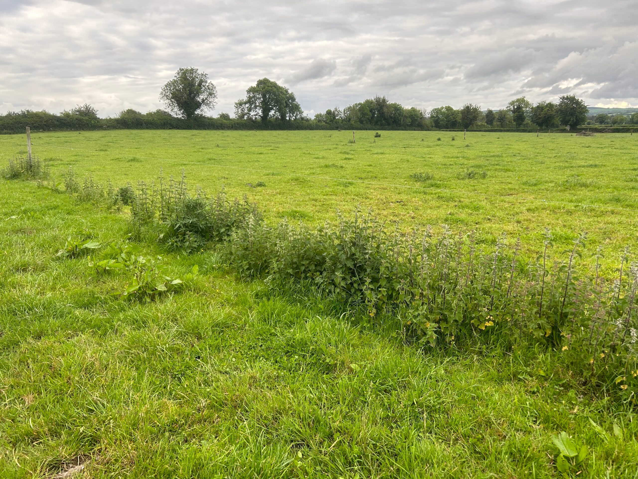 Weed control essential for sward productivity at this time of year