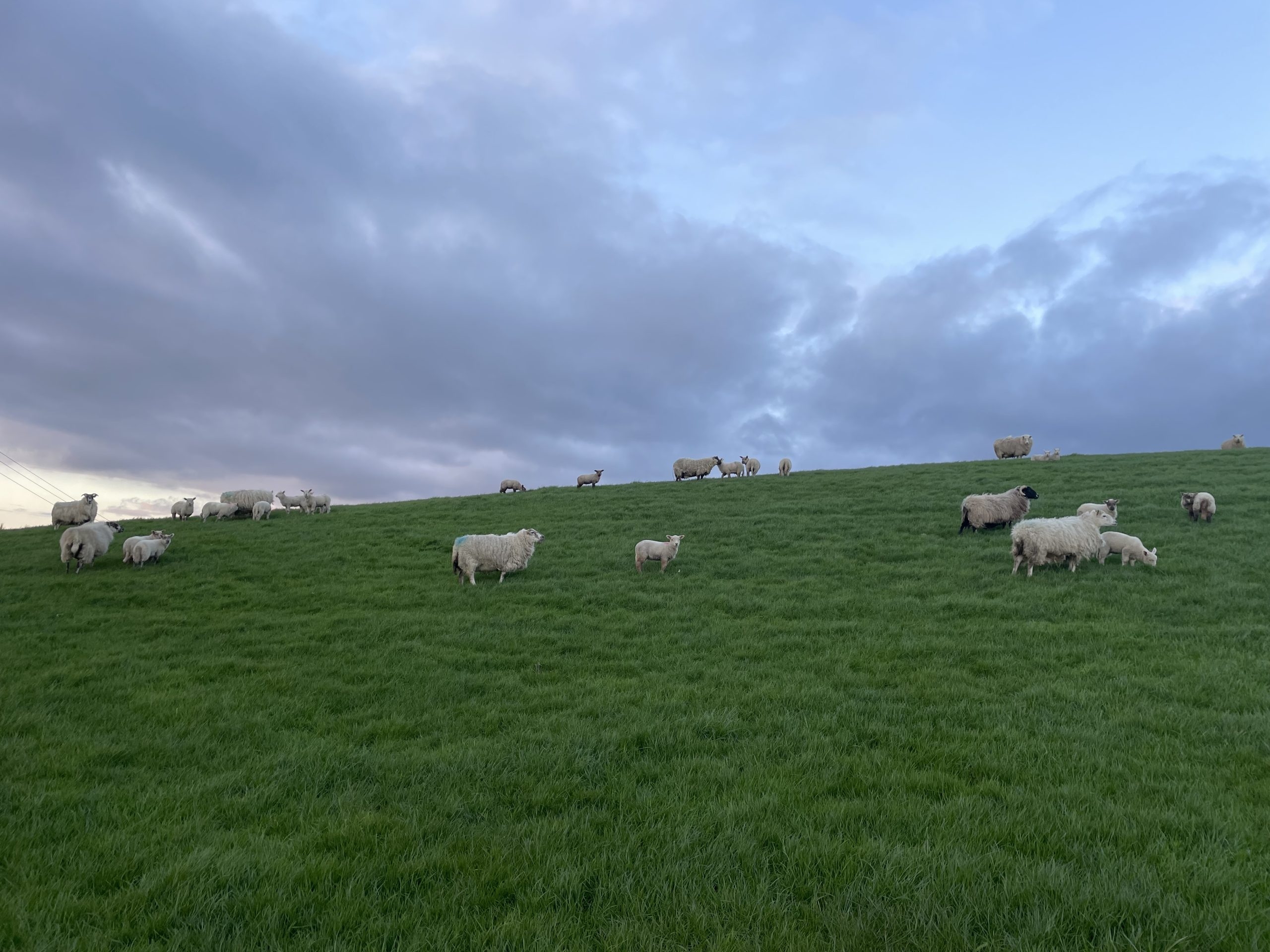 Sheep: Factors to consider with ewes and lambs at grass
