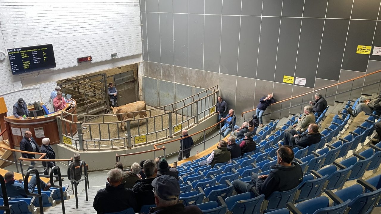Up to €4.88/kg paid for heavy bullocks at Kilkenny Mart