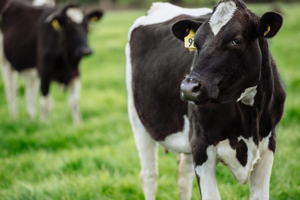 Fonterra backs effluent treatment system to lower on farm emissions