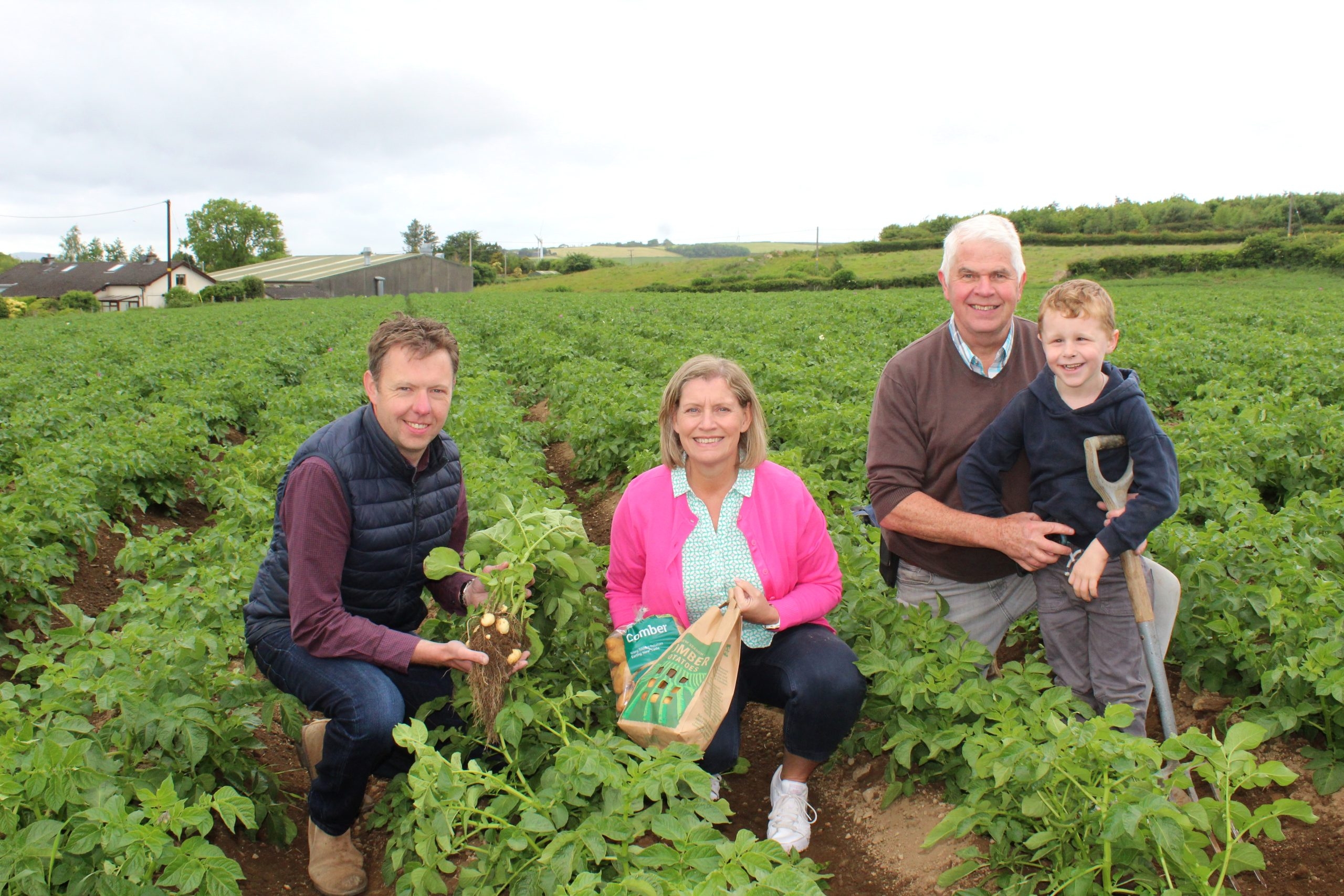 Tillage: Potato canopies now meeting between the drills