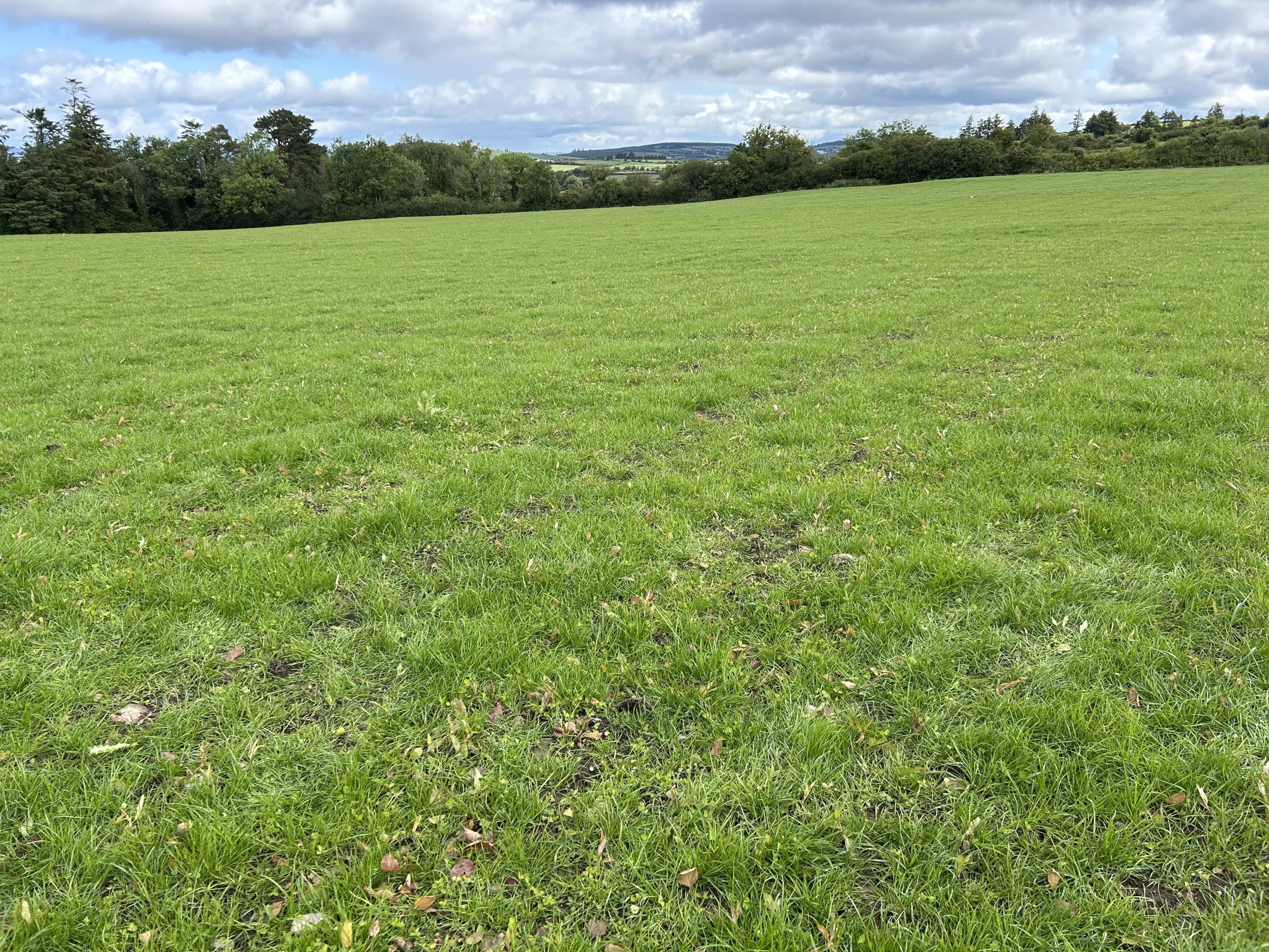 Many early spring reseeds ready to be grazed in coming days