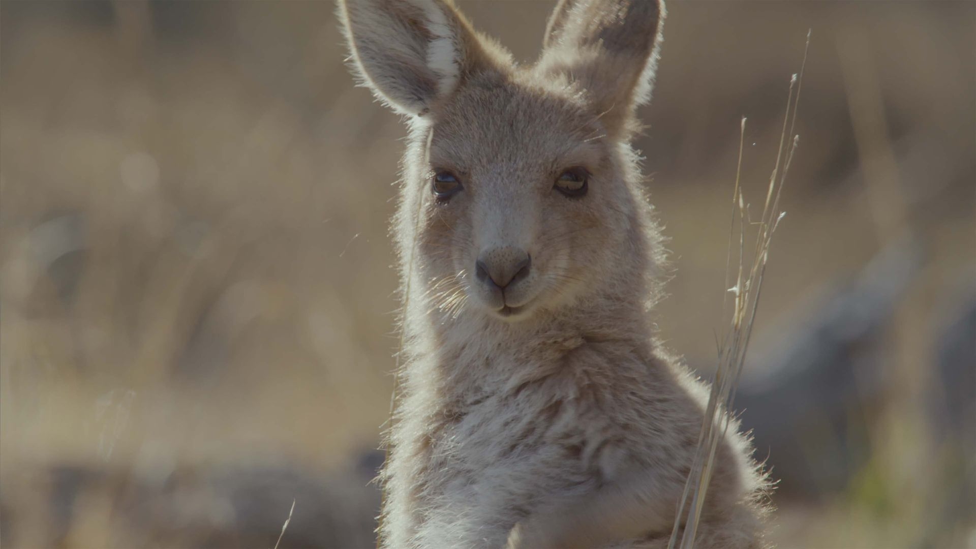 Secret Life Of The Kangaroo: S1 Episode 2 From Pouch to Foot