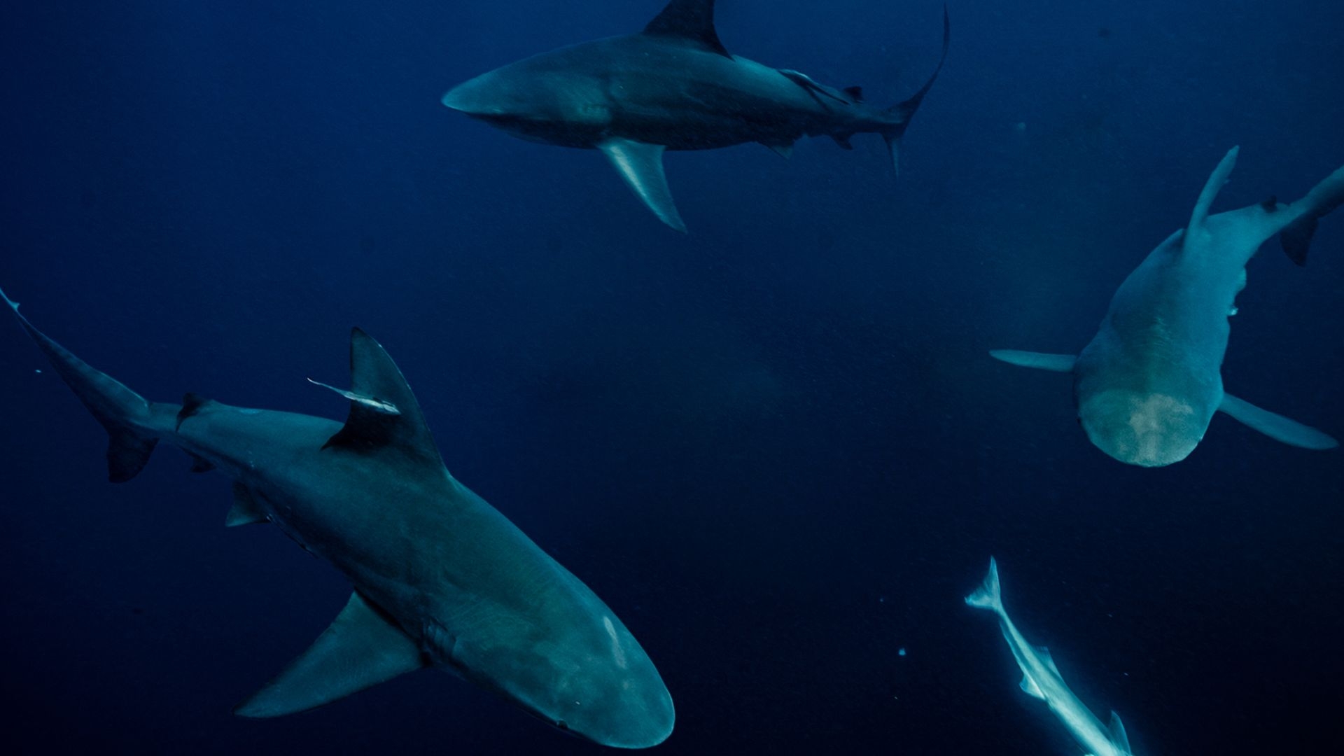 Super Shark Highway: S1 Episode 6 Careful, There's Humans up There