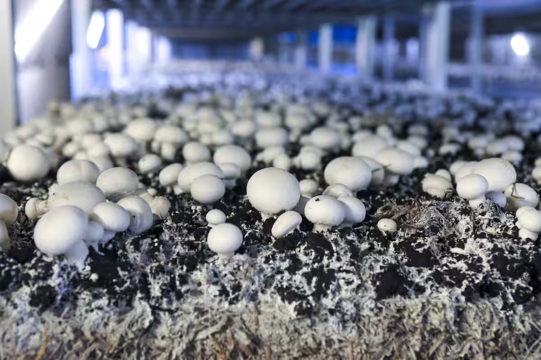 Racehorse Manure: The Secret Ingredient for Umami-Packed Button Mushrooms