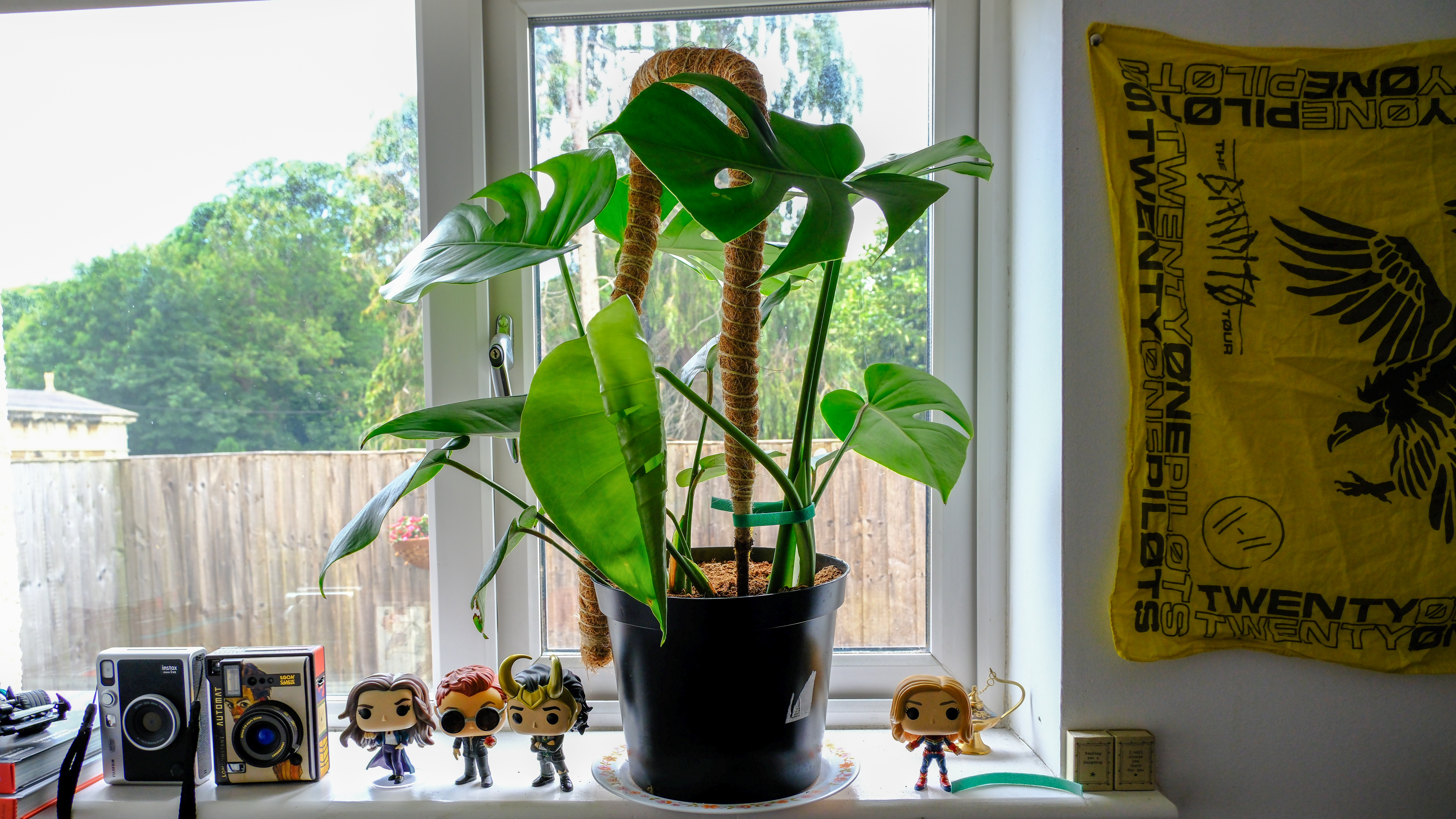 Monstera infested with fungus gnats? So was mine — here's how I nursed her back to health
