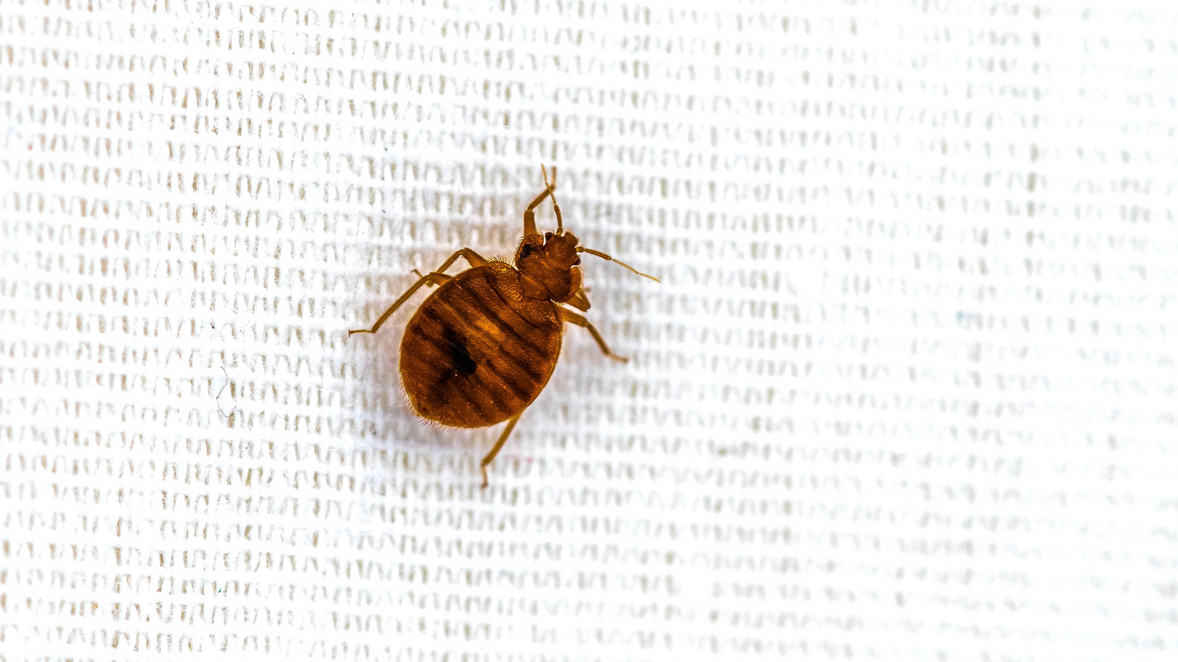 Bed bugs have ruined our sleep for 60,000 years, new research reveals — 5 ways to keep them out of your mattress